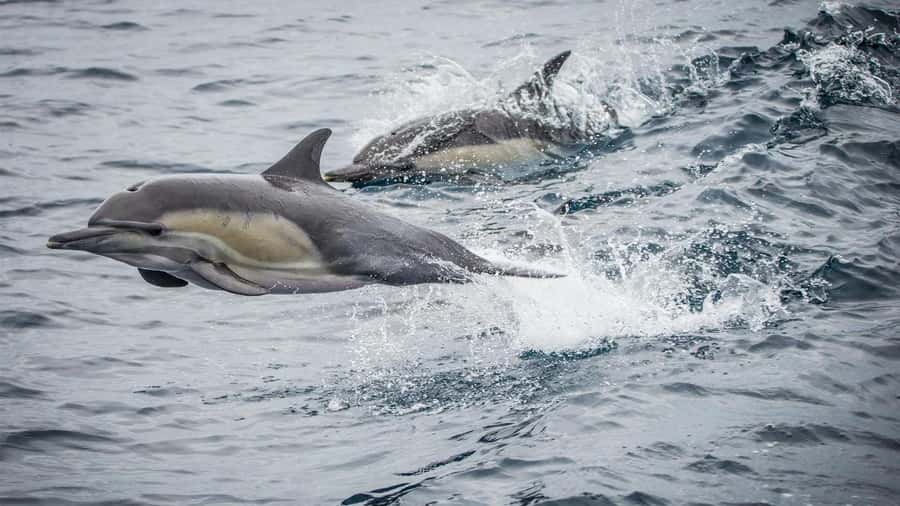 Long Beach: Whale and Dolphin Watching Cruise - Leaving Long Beach with the Queen Mary in view