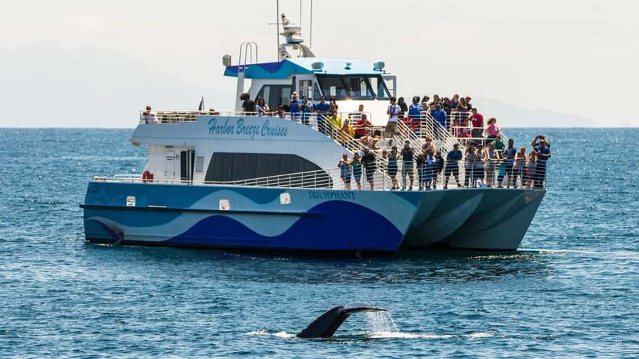 Long Beach: Whale and Dolphin Watching Cruise - What the Aquarium educators add