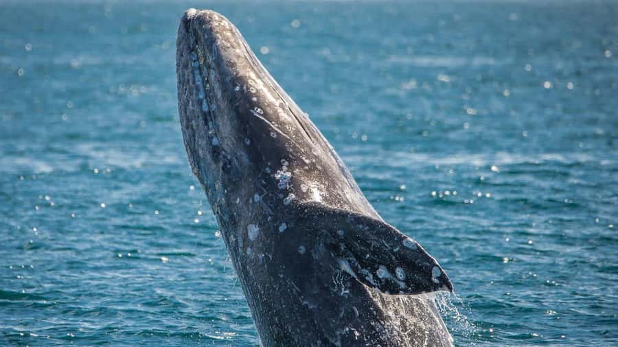Long Beach: Whale and Dolphin Watching Cruise - The wildlife: whales are only part of the show