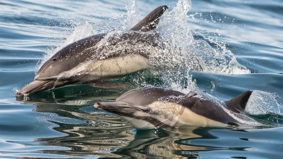 Long Beach: Whale and Dolphin Watching Cruise - Who will get the most from this cruise