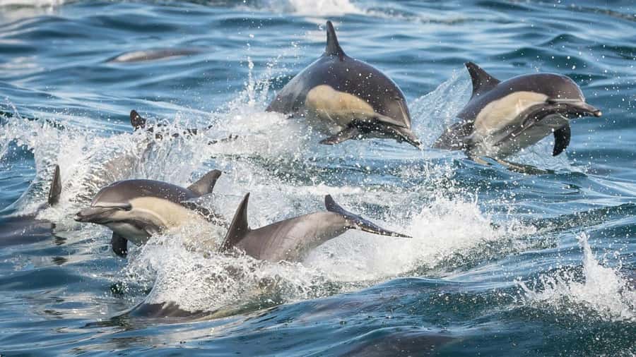 Long Beach: Whale and Dolphin Watching Cruise - Booking, cancellation, and practical value