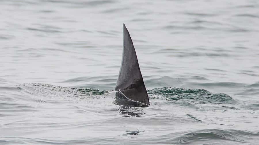 Long Beach: Whale and Dolphin Watching Cruise - Should you book the Long Beach whale cruise?