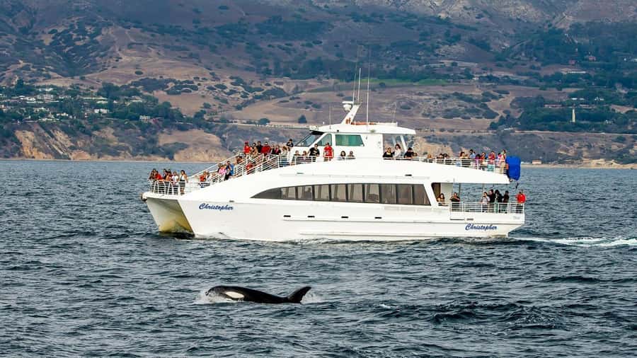 Long Beach: Whale and Dolphin Watching Cruise - A catamaran designed for watching wildlife