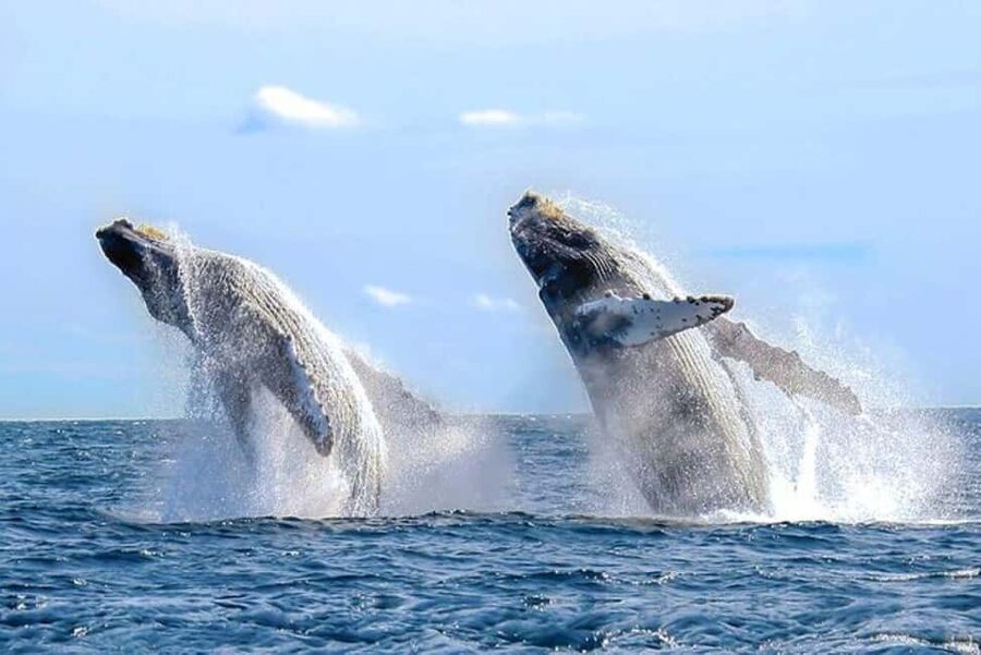 Los Cabos: Catamaran Whale Watching Cruise - What the four-hour Los Cabos outing really includes