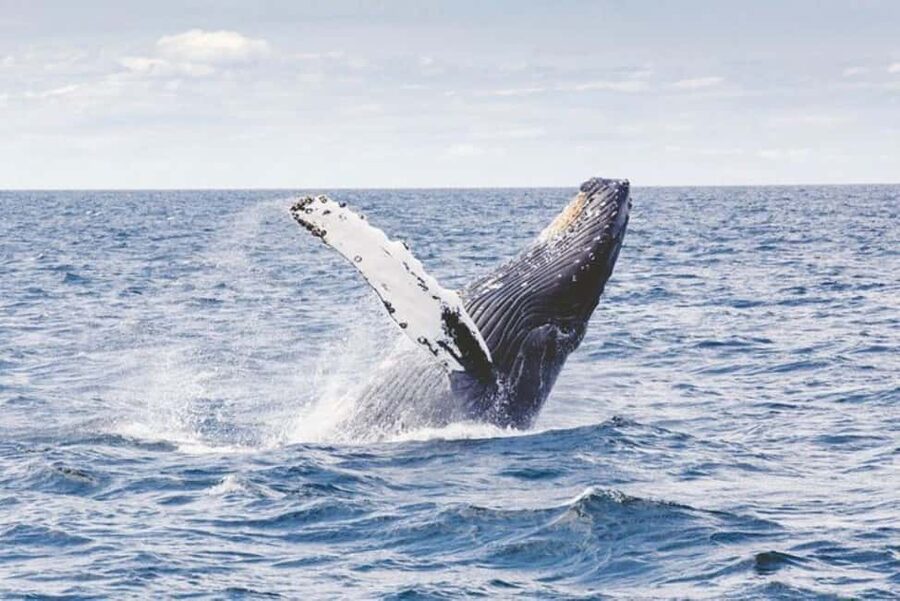 Los Cabos: Catamaran Whale Watching Cruise - Simple ways to make the day better