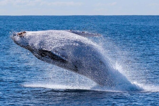 Los Cabos Private Yacht Whale Watching & Drinks - Up to 18 Guests - A private boat makes the schedule more personal