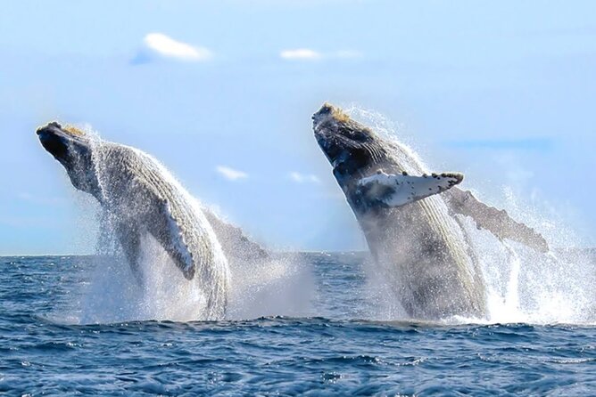 Los Cabos Private Yacht Whale Watching & Drinks - Up to 18 Guests - Drinks, food, and what the $899 price really covers