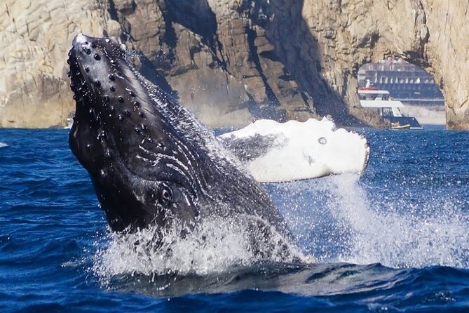 Los Cabos Private Yacht Whale Watching & Drinks - Up to 18 Guests - Meeting at C Dock without losing an hour
