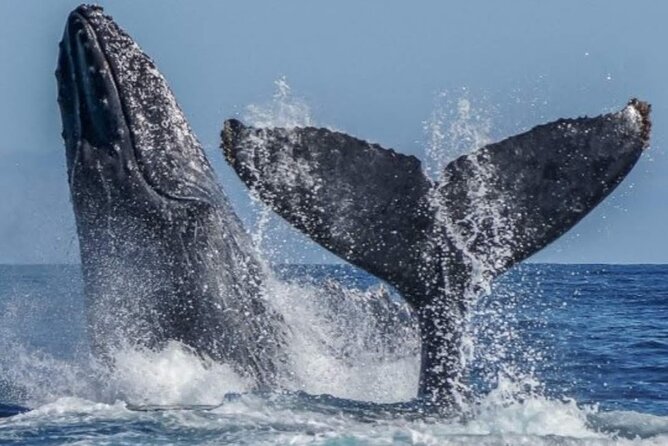 Los Cabos Private Yacht Whale Watching & Drinks - Up to 18 Guests - Comfort, safety, and the yacht itself