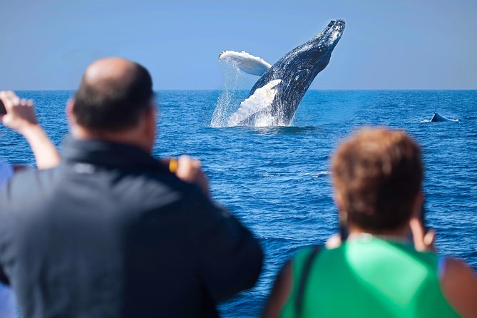 Los Cabos Whale Watching Cruise Including Breakfast - A morning built around whales, breakfast, and Cabo’s famous Arch