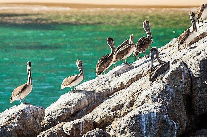Los Cabos Whale Watching Cruise Including Breakfast - What the marine biologist adds