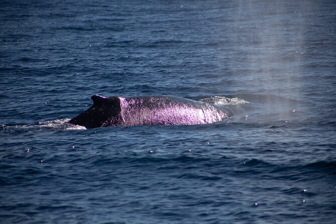 Los Cabos Whale Watching Cruise Including Breakfast - Breakfast and the onboard bar