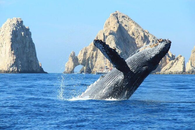 Los Cabos Whale Watching & Snorkel Adventure with Food & Drinks - Snorkeling, paddle boarding, and floating on the water