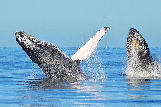 Los Cabos Whale Watching & Snorkel Adventure with Food & Drinks - Ceviche and fajitas served onboard