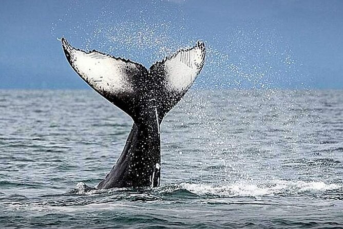 Los Cabos Whale Watching & Snorkel Adventure with Food & Drinks - Why the private format changes the value