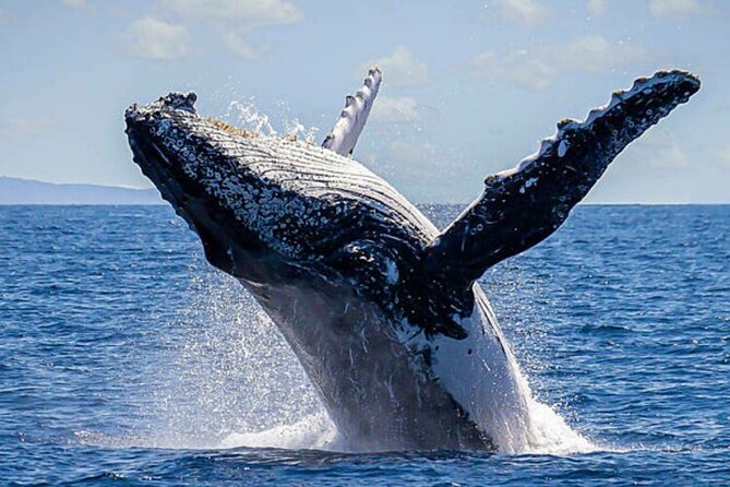 Los Cabos Whale Watching & Snorkel Adventure with Food & Drinks - Timing, meeting point, and cancellation rules