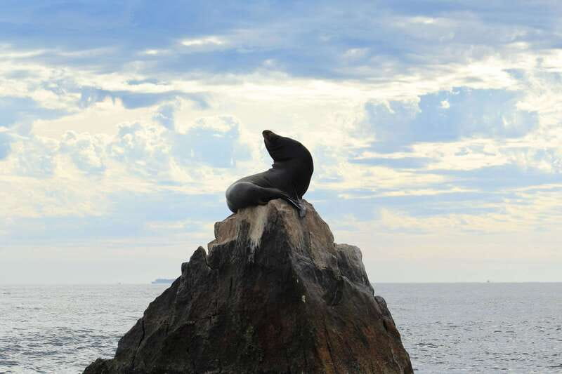 Los Cabos: Whale Watching (Transport and Pictures Included) - Two Hours Searching the Gulf for Whales