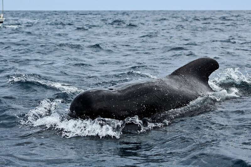Los Cabos: Whale Watching (Transport and Pictures Included) - Photos Included So You Can Watch the Water