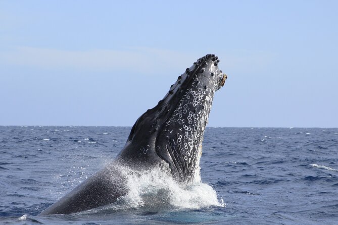 Los Cabos Whale Watching (Transportation and Pictures Included) - Two hours among humpback whales