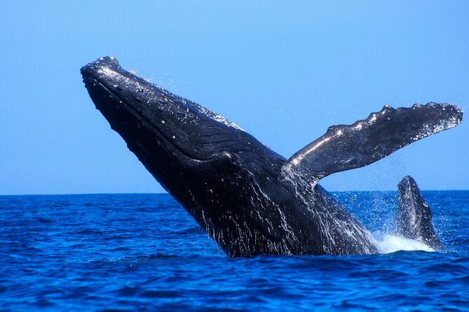 Los Cabos Whale Watching (Transportation and Pictures Included) - The photography is a real part of the value