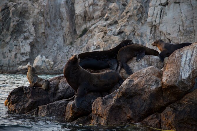 Los Cabos Whale Watching (Transportation and Pictures Included) - Is $90 a fair price?