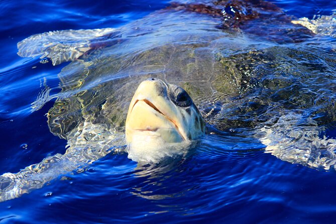 Los Cabos Whale Watching (Transportation and Pictures Included) - Transportation, walking, and mobility details