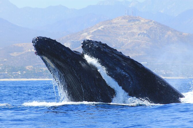 Los Cabos Whale Watching (Transportation and Pictures Included) - El Arco and the sea lion colony