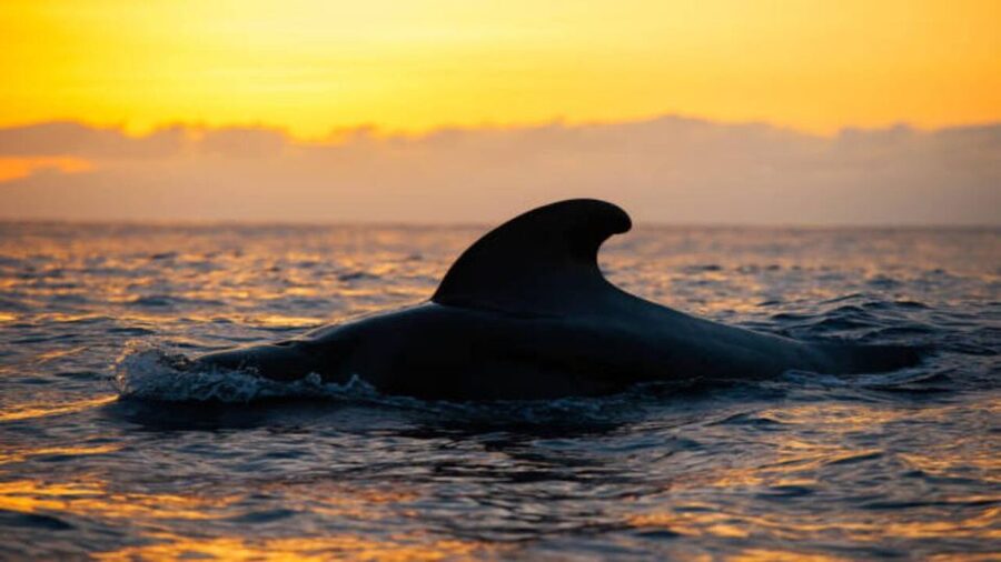 Los Cristianos: Eco Yacht Whale Watching Tour at Sunset - Why this sunset cruise works so well