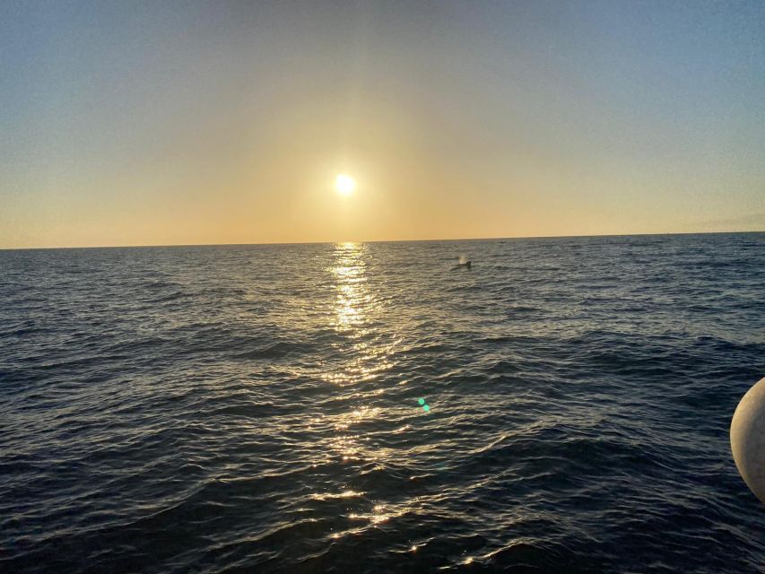 Los Cristianos: Eco Yacht Whale Watching Tour at Sunset - Should you book the Travelin Lady sunset cruise?