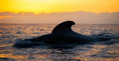 Eco Yacht Whale Watching Tour at Sunset