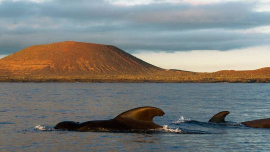Los Cristianos: Eco Yacht Whale Watching Tour at Sunset - The wildlife search: dolphins, pilot whales, and turtles