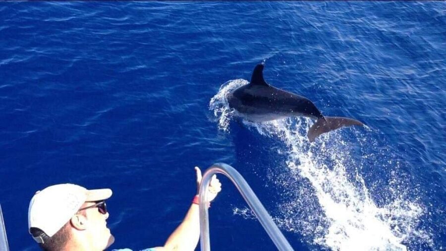 Los Cristianos: Eco Yacht Whale Watching Tour at Sunset - How the $17 price holds up