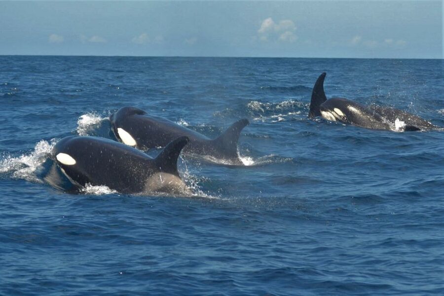 Los Cristianos Respectful No-Chase Whale and Dolphin Safari - FAQ