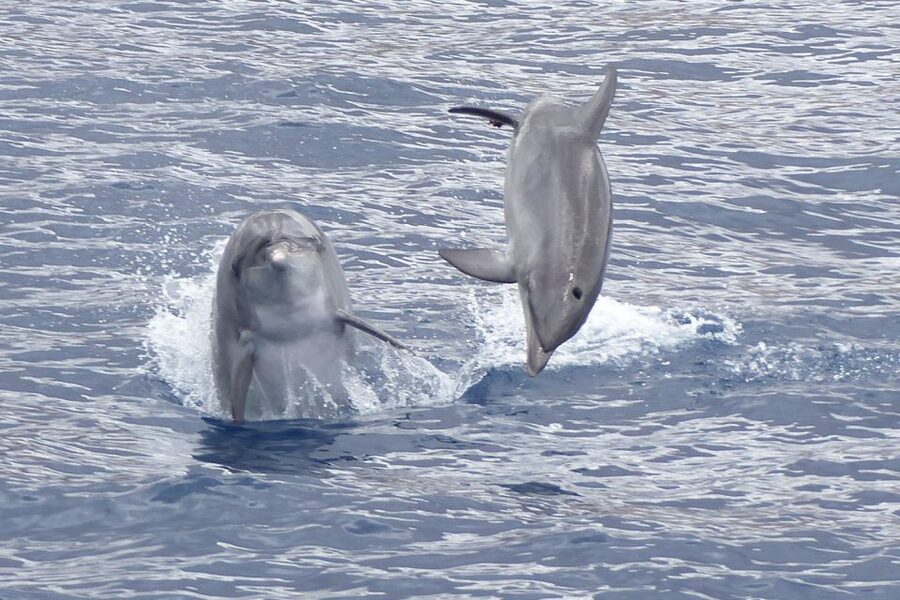 Los Cristianos Respectful No-Chase Whale and Dolphin Safari - Why the no-chase policy matters in Tenerife