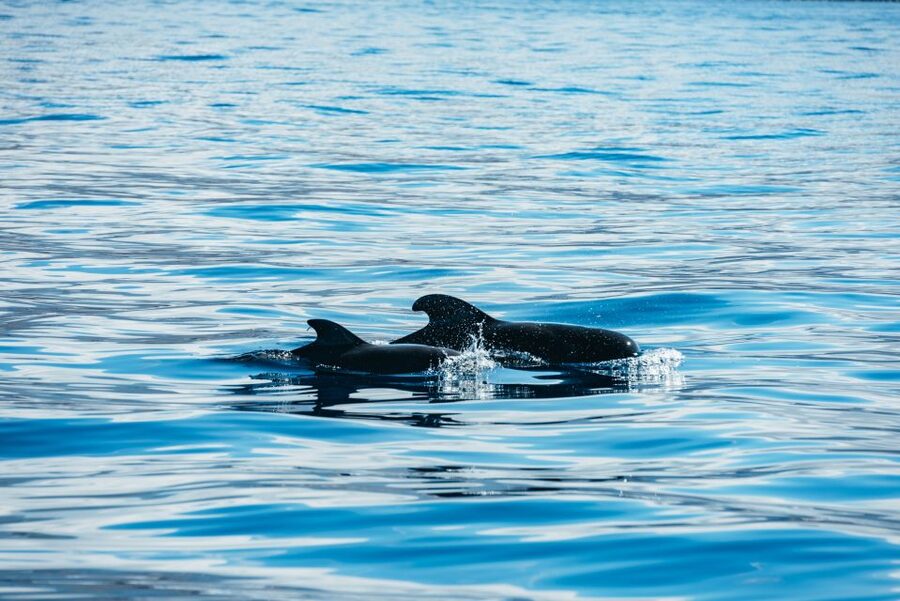Los Cristianos Respectful No-Chase Whale and Dolphin Safari - What you are most likely to see