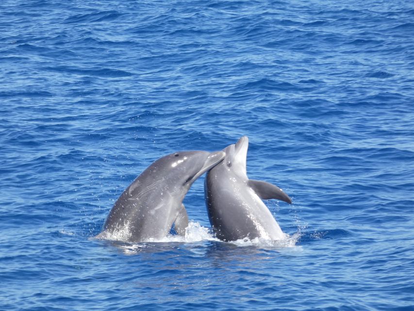 Los Cristianos Respectful No-Chase Whale and Dolphin Safari - The real value of the $29 ticket