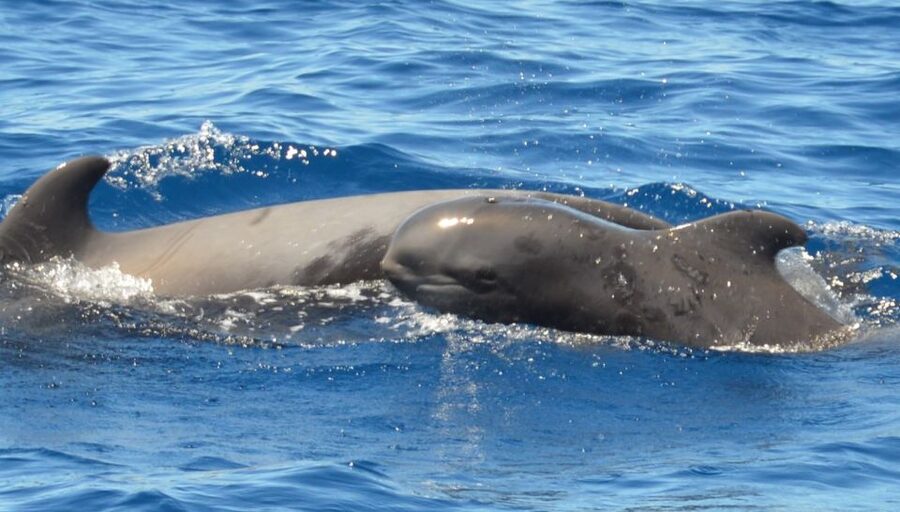 Los Cristianos Respectful No-Chase Whale and Dolphin Safari - A practical conservation choice