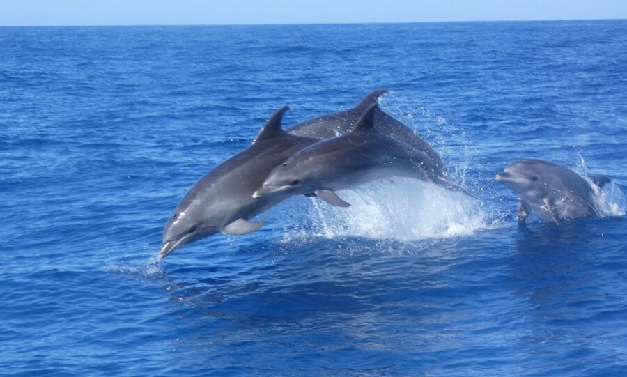 Los Cristianos Respectful No-Chase Whale and Dolphin Safari - Who should book this Los Cristianos safari?