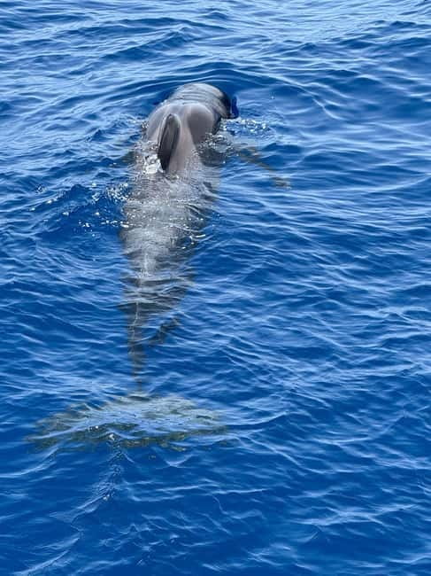 Los Cristianos: Viking Cruise Whales & Dolphins Watching - Boarding Ragnarok at Los Cristianos Harbour