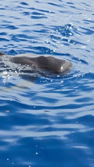 Los Cristianos: Viking Cruise Whales & Dolphins Watching - Watching pilot whales and dolphins off Tenerife