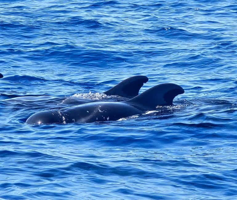 Los Cristianos: Viking Cruise Whales & Dolphins Watching - What the two-hour itinerary feels like