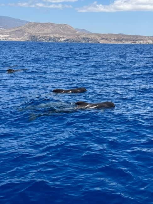 Los Cristianos: Viking Cruise Whales & Dolphins Watching - Who should book this cruise?