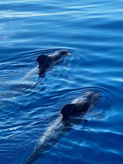 Los Cristianos: Whale Watching Cruise w/Swim Stop & Drinks - Coastal views past Playa de Las Américas and Adeje