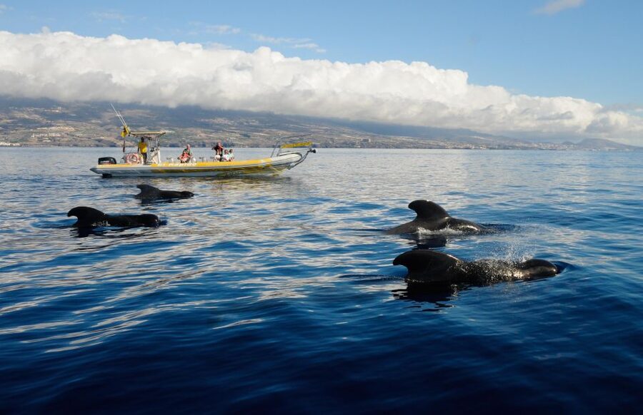 Los Gigantes: Dolphin and Whale Watching Cruise by Speedboat - Why this small Los Gigantes boat is different