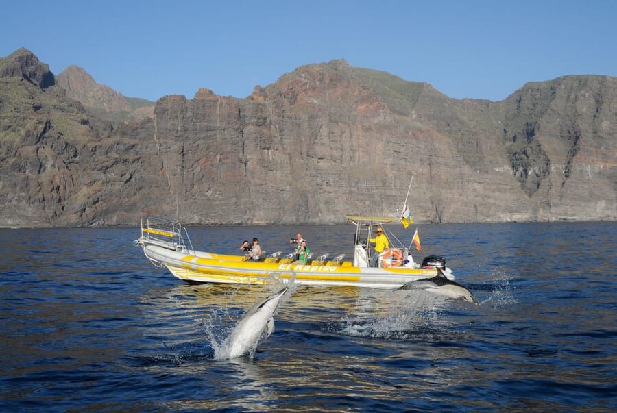 Los Gigantes: Dolphin and Whale Watching Cruise by Speedboat - Searching the Teno-Rasca Whale Sanctuary