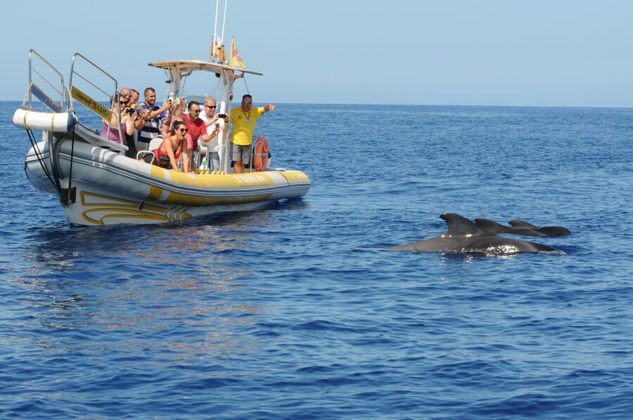 Los Gigantes: Dolphin and Whale Watching Cruise by Speedboat - How reliable are the wildlife sightings?
