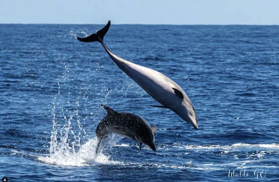 Los Gigantes: Dolphin and Whale Watching Cruise by Speedboat - A short swim in Masca Bay or another cove
