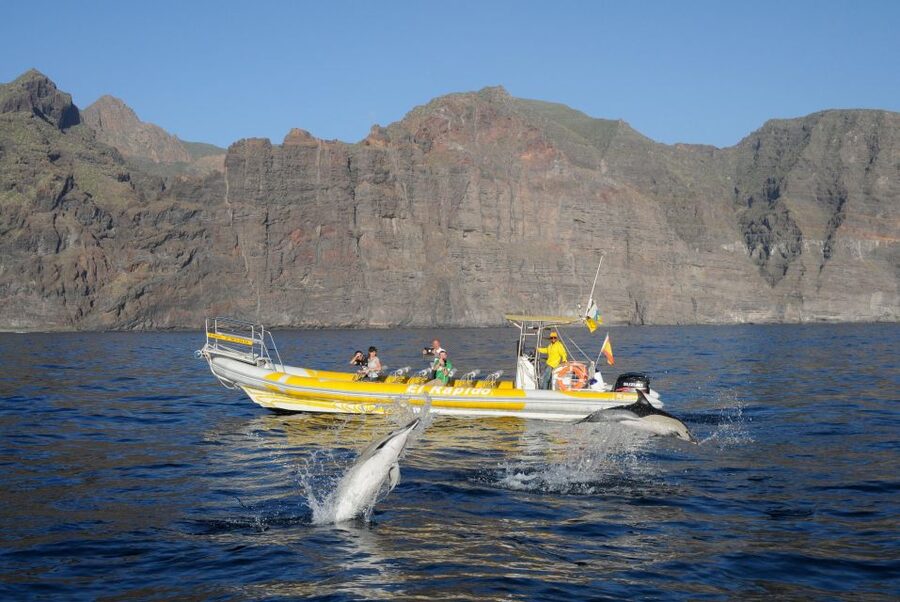 Los Gigantes: Dolphin and Whale Watching Cruise by Speedboat - Comfort, timing, and who should book