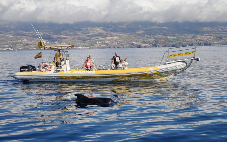 Los Gigantes: Dolphin and Whale Watching Cruise by Speedboat - Leaving Los Gigantes port