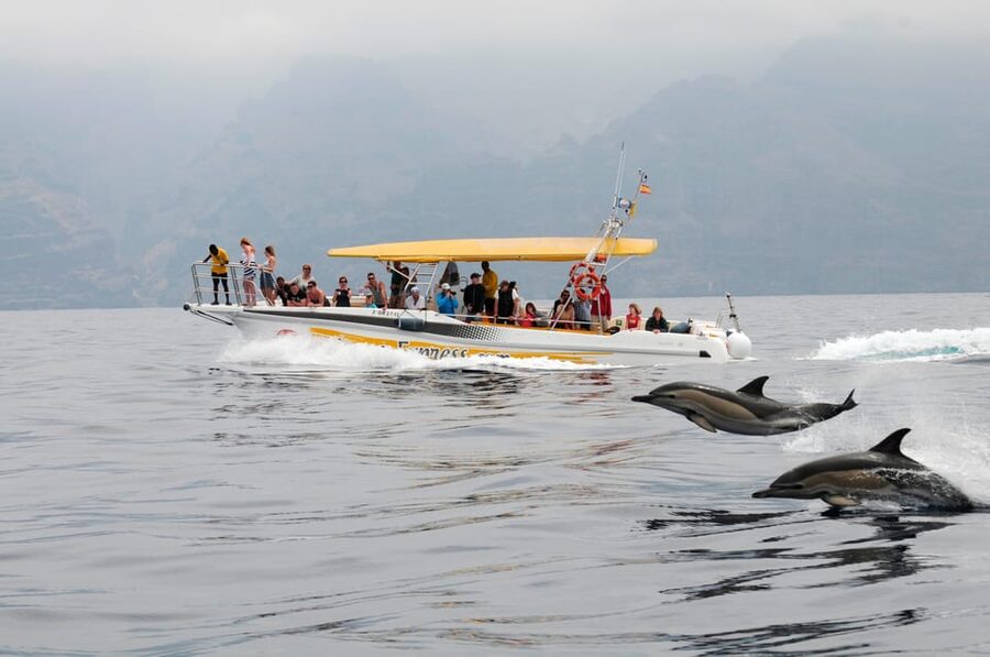 Los Gigantes: Dolphin & Whale Watching Cruise with Swim Stop - Why Los Gigantes is the right place for this boat trip